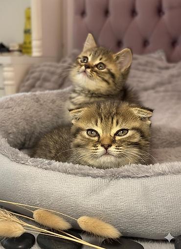 Pişiklər: Şotland — 8