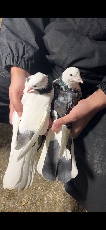 Göyərçinlər: Göy nişanlar ağlar 30dan coxdu balalarnan hamisi 10azn den abtavoy — 12