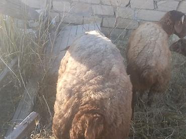 Mal-qara: Tam sağlam qırmızı qoçlardı damazlıq istəyən olsa əlaqə saxlasın ünvan — 6