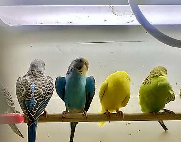 Птицы: Волнистые попугаи в комплекте с клеткой. Описание: - Яркие волнистые — 13