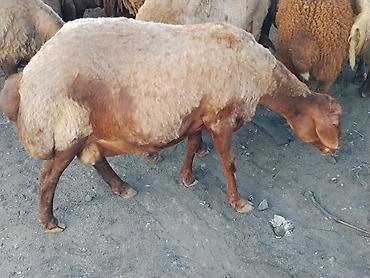 heyvan bazari baki: Damazlıq ana Qala qoyunları. Öz təsərüfatımın heyvanlarıdır. Ünvan — 5