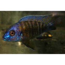 корм для кошек: Цихлид, Хищные, Самовывоз