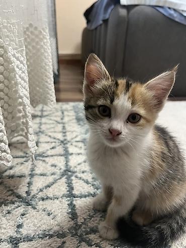 кошки сфинксы: Котята, домашние, разноокрашенные (белые с серо‑пятнистым хвостиком — 4