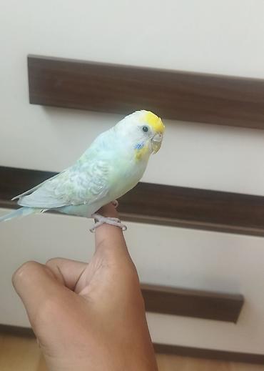 ev piwikleri: Məhsul: Dalmatian rəngli dalğalı papuqay (bajırıq) Təsvir: - Növ — 8