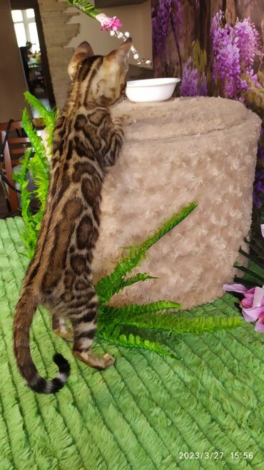 Продажа кошек: Друзья!! Проф питомник Бен Гла Мур Предлагает Шикарных элитных — 7