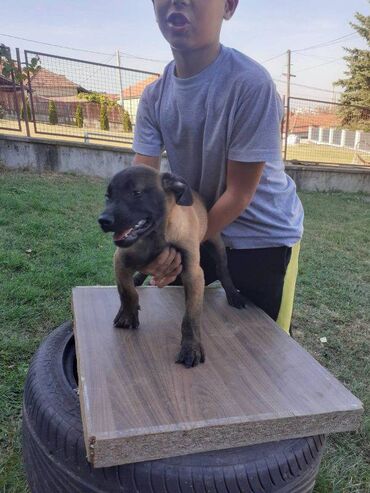 Psi: Na prodaju štenci belgijskog ovčara - MALINOA, oštenjeni 10.08.2023 — 3