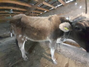 коровы животные: Продаю | Корова (самка) | Швицкая | Для разведения
