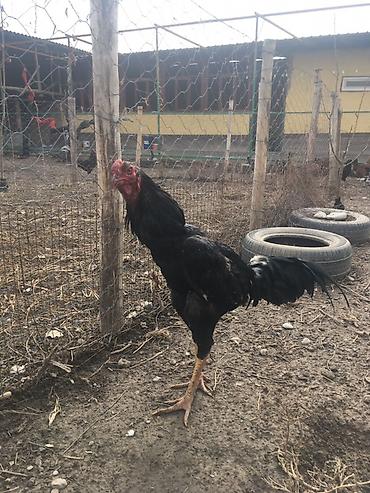 Куры, петухи: Продаю | Петух | Бойцовая | Для разведения, Для боев — 8
