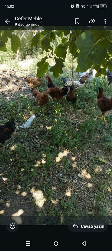 sudluk inekler satisi: Salam colpa satılır 19 manata