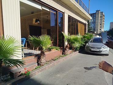 palm: Satılır: Açıq məkan üçün dekorativ xurma palmaları - Növ: Fan palm — 2