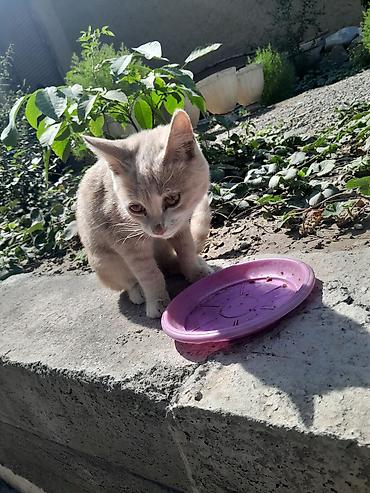 кошки мейн кун: Котёнок светло-бежевого (кремового) окраса. Короткая мягкая шерсть — 2