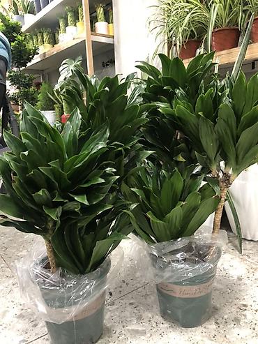 Другие комнатные растения: Комнатные растения в горшках — декоративные и фруктовые 1) Карликовый — 9