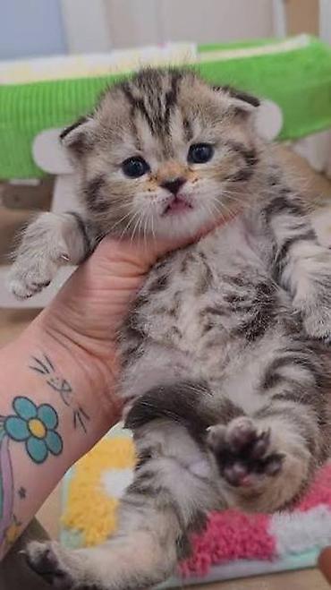ragdoll pisik: Şotland — 4