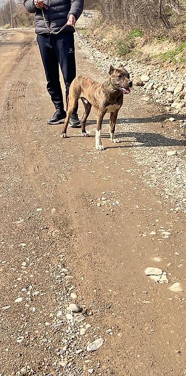 Продажа собак: Питбуль, 7 месяцев, Самец, С прививкой — 8