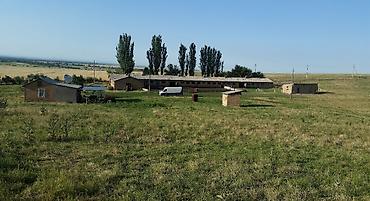 беловодски: Кошара, 65 соток, Действующий, С оборудованием, Скважина, Холодная вода — 2