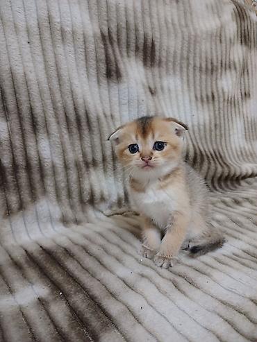 Pişiklər: Erkək — 11