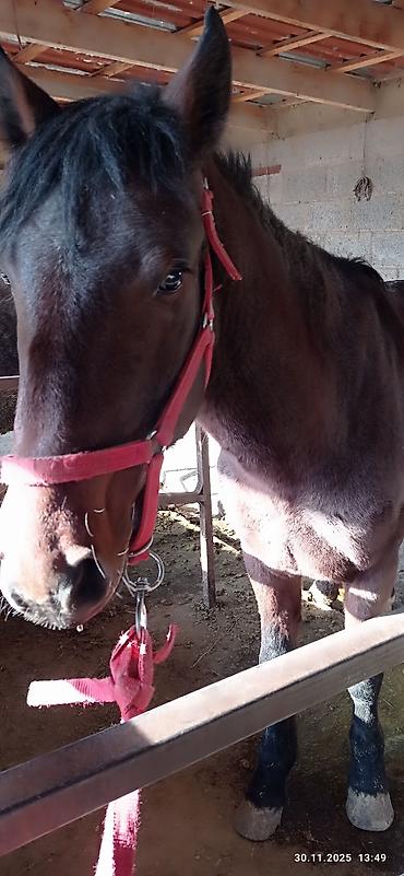 Лошади, кони: Продаю | Кобыла (самка) | На забой, Для разведения — 1