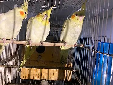 lutino: Məhsul: Nymph (kakadudu – cockatiel) papağanları, açıq-sarı/lutino — 1