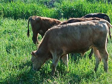 Коровы, быки: Продаю | Бык (самец) | На откорм — 13