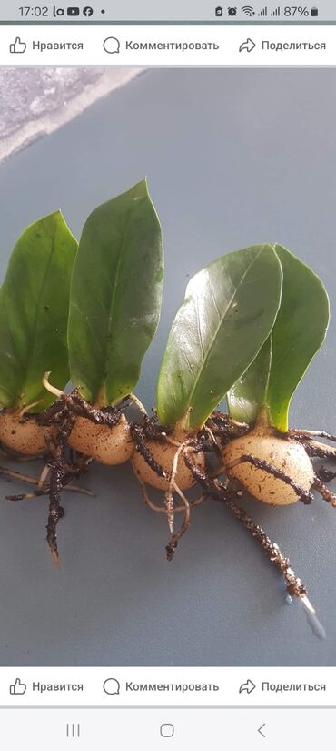 морилка для дерева бишкек: Продаю замиакулькас по 100 сом самое главное вырастить клубни