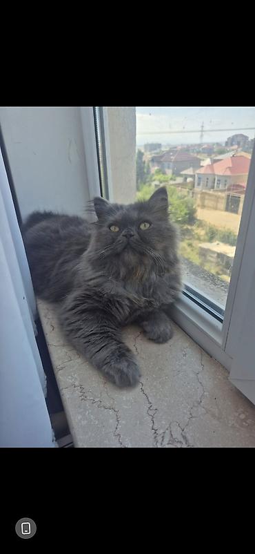 ev pişiy: Cütləşmə üçün — 1