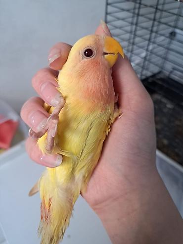 3 aylıq bala dişi quş satılır. Ələ uyğunlaşan, mehriban quşdur.🦜
