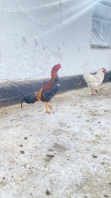 Куры, петухи: Продаю | Петух | Для разведения — 10