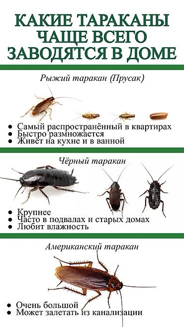 мраморные тараканы: DEZEXPERT — профессиональная дезинсекция от тараканов Что входит: - — 4