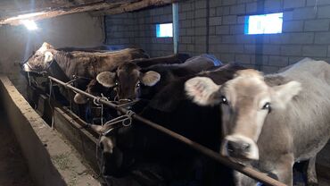 Коровы, быки: Продаю | Корова (самка) | Швицкая | Для разведения | Стельные — 14