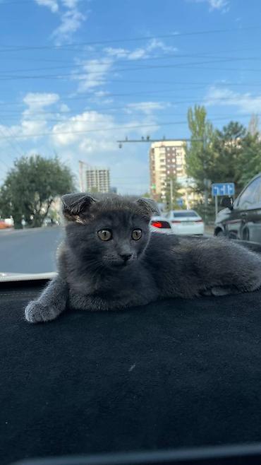 попугаи корелла цена: Скотиш Фолд (Шотландская вислоухая), 2 месяца, Мальчик, Серый, Приучена к лотку — 1