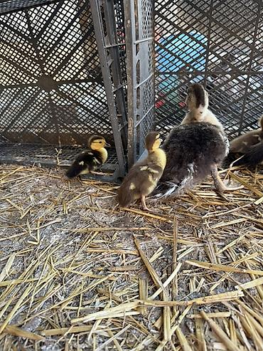 Heyvanlar: Muskovi ördək balaları (indo ducklings) - Cins: muskovi (ördəyi) — 5