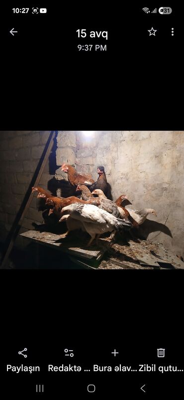 İtlər: 30 denedi hamsi biryerden satilir 13 Manat Təsvir: - Şəkillərdə