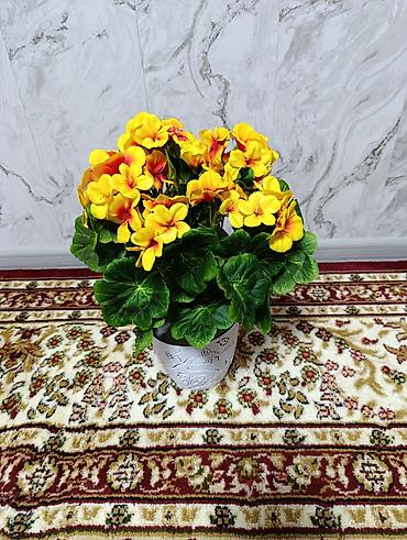 Декоративные цветы: Горшечные примулы (Primula) — декоративные комнатные растения с — 10