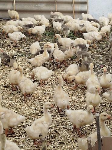 ördək yumurtası satışı: Qaz balaları – sağlam və canlı sürü - Cins: təsərrüfat qazları (ağ və — 1