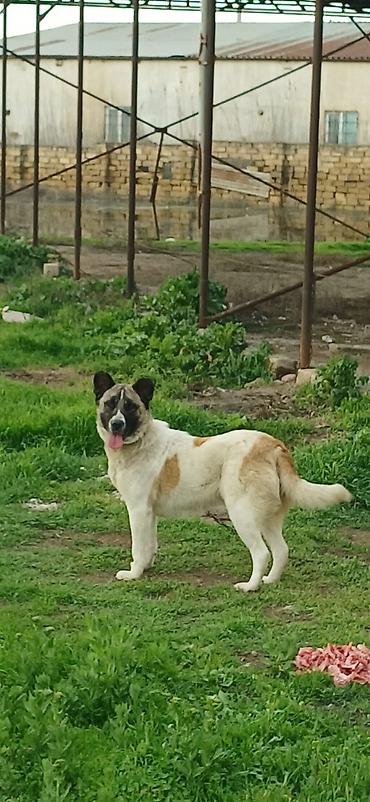 İtlər: Qurdbasar, 10 ay, Dişi, Peyvəndli — 4