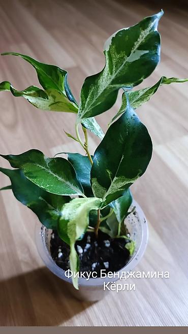 Фикусы: Фикусы Бенджамина разных сортов. Укоренённые черенки в стаканчиках с — 1