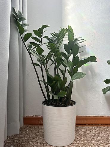 каланхое гулу: Замиокулькас (ZZ-plant) в декоративном кашпо - Эффектное комнатное — 1