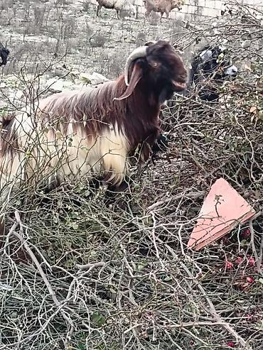 Keçilər, çəpişlər: Çəpiş keçi qoyun sürü və ya tək tək satram. Qiymet ferqlidirMəhsul — 23