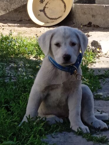 объявления о пропаже собаки: Продаю щенка алабай уши не обрезаные . девочка по всем вопросам пишите
