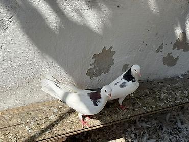 geref qus: Cavan quslardi goy boyun mayadi mor erkey olmalidi — 5