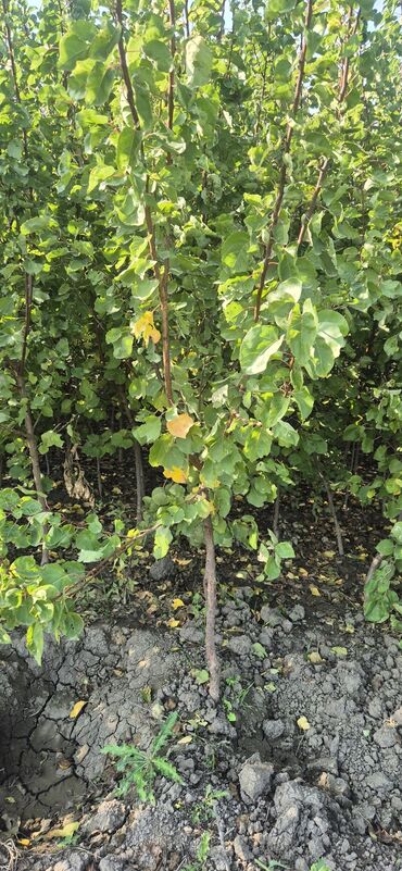 Tinglər: 🌿 SAQİ TİNGÇİLİK: Bağınıza Həyat Verin! 🌿 Tərtər keyfiyyəti bütün -da lalafo.az — 2 Tinglər: 🌿 SAQİ TİNGÇİLİK: Bağınıza Həyat Verin! 🌿 Tərtər keyfiyyəti bütün — 2