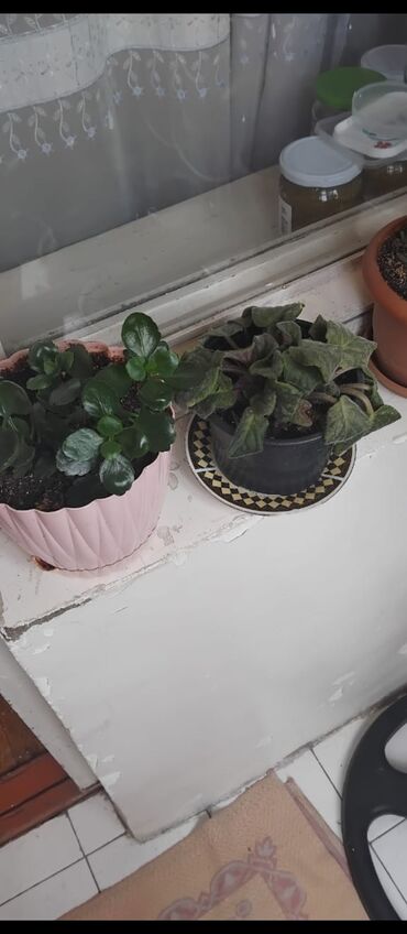 Otaq bitkiləri: Məhsul: Otaq gülləri (saksıda) Təsvir: - Şəkillərdə müxtəlif — 18