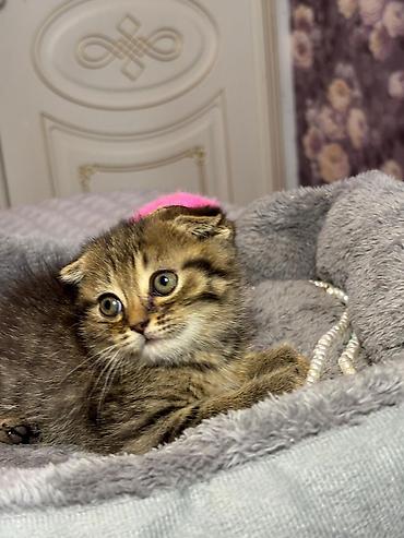 Pişiklər: Şotland yastı qulaq, Erkək, Dişi, Yaxşı əllərə, Ünvandan götürmə, Pulsuz çatdırılma, Ödənişli çatdırılma — 3