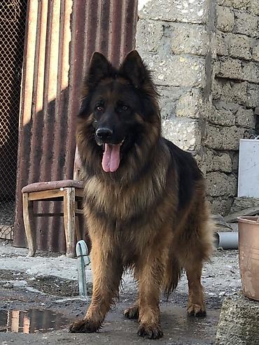 it iti sikir: Alman çoban iti, Erkək — 1