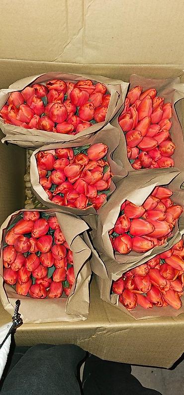 Букеты из живых цветов: Тюльпаны голландские ОПТОМ с луковицей и в розницу с оформлением (не — 12