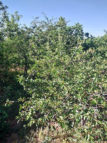 Продажа квартир: 3 комнаты, 60 м², 105 серия, 1 этаж, Косметический ремонт — 7