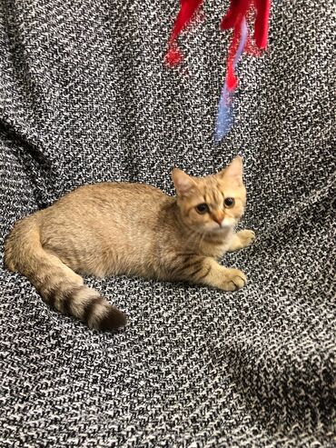 Pişiklər: Britan, Ünvandan götürmə -da lalafo.az — 4 Pişiklər: Britan, Ünvandan götürmə — 4