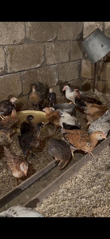 Cücələr: 45,50 günlük tam sağlam aktiv diribaş qarışığ kənd cücələri bütün — 15