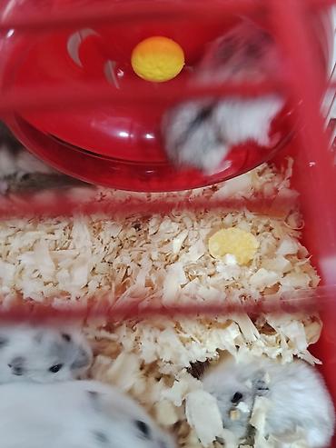 Зоотовары: Cırtdan hamsterlər – qəfəs və aksesuarları ilə Məhsul təsviri: - — 4