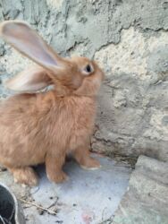 Dovşanlar: Temiz Burgun balalar. var satiwda diwi ve erkey 1 erkey 2 diwi — 7